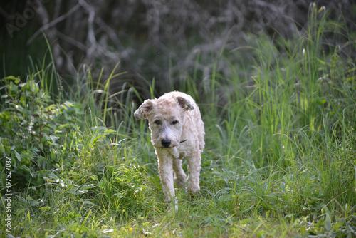 chien de chasse