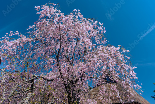 しだれ桜と古民家の風景 春イメージ