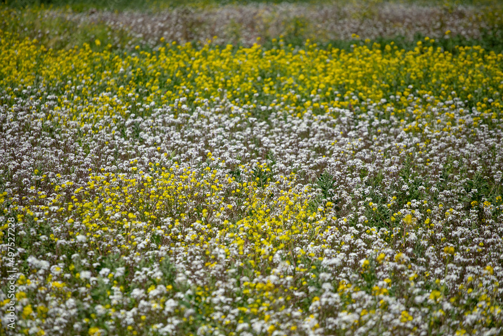 Flores amarillas y blancas en campo. Concepto de naturaleza, flores. Stock  Photo | Adobe Stock