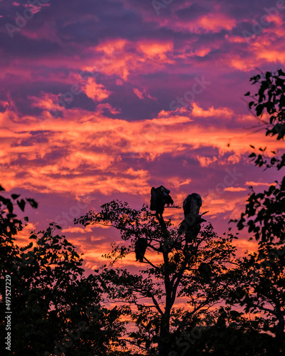 Griffon vulture on the lookout in a tree during sunset in Kruger National Park South Africa. Griffon vulture at sunset photo