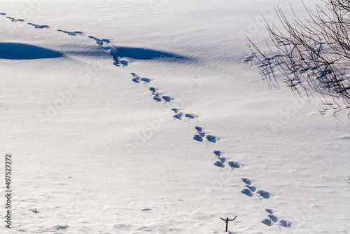 Lonely hare footprints. Hare tracks go across the snowy field into the winter forest. Animal tracks in the snow. photo