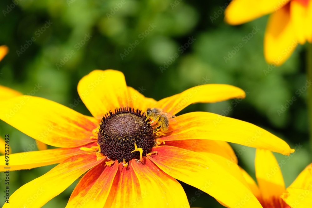 Rudbeckia yellow flowers in the garden. Bee covered with pollen Rudbeckia yellow flowers in the garden. Bee covered with pollen