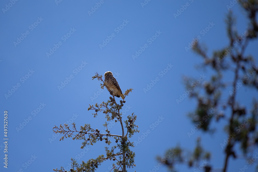 Lechuza o búho descansando en una rama con el cielo azul de fondo. Concepto de vida silvestres y naturaleza. Lechuza o búho descansando en una rama con el cielo azul de fondo. Concepto de vida silvestres y naturaleza.