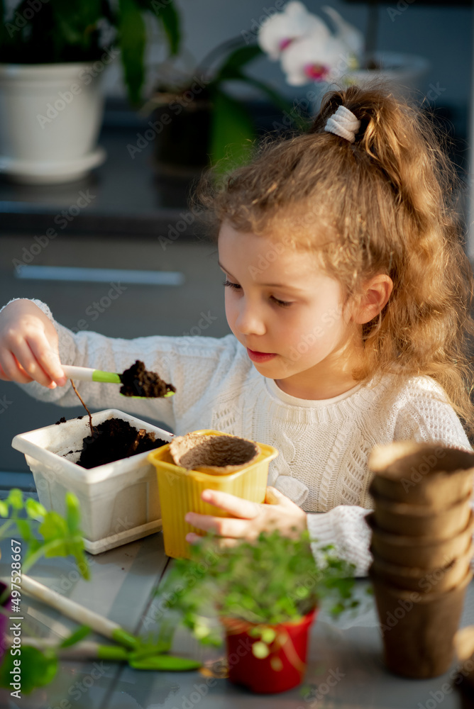 A cute girl plants at home in eco pots. She is wearing a white sweater. The garden of the house. Hobby. A cute girl plants at home in eco pots. She is wearing a white sweater. The garden of the house. Hobby.