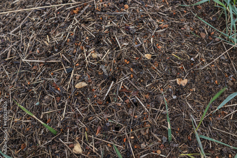 Wood Ant Anthill. Close-up of the army of red ants crawling in the nest, made from branches, seeds and straw Wood Ant Anthill. Close-up of the army of red ants crawling in the nest, made from branches, seeds and straw