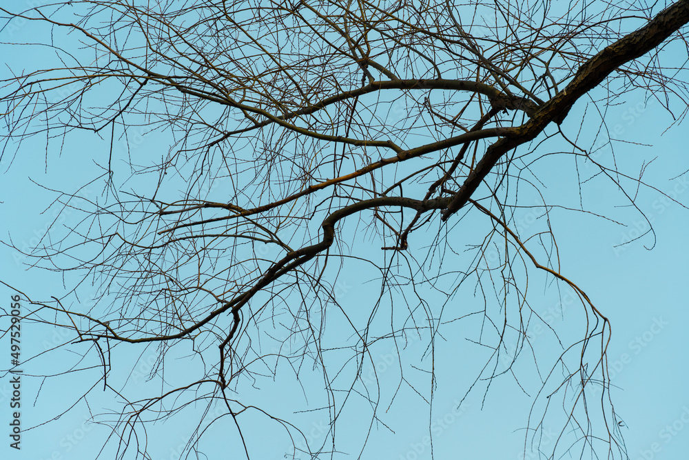 Obraz premium Dark tree branches. Turquoise sky background. Natural wallpaper and texture. Sadness and charm concept.