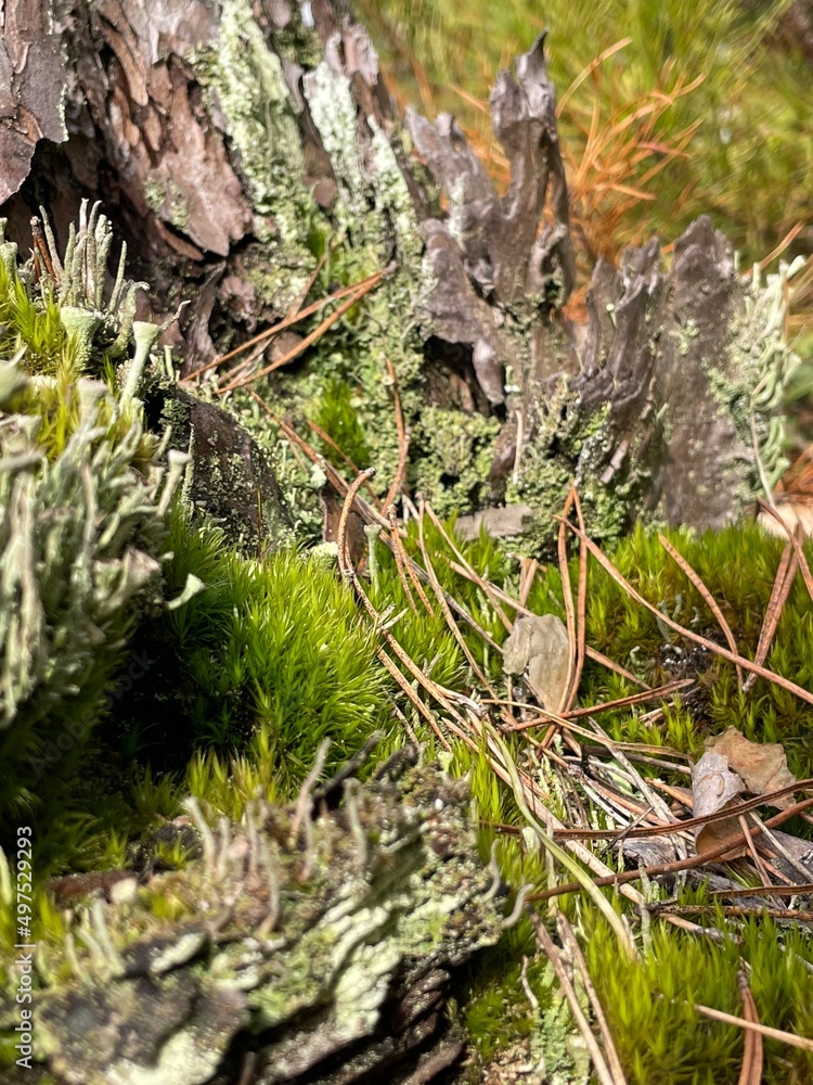 Fototapeta premium moss in the forest