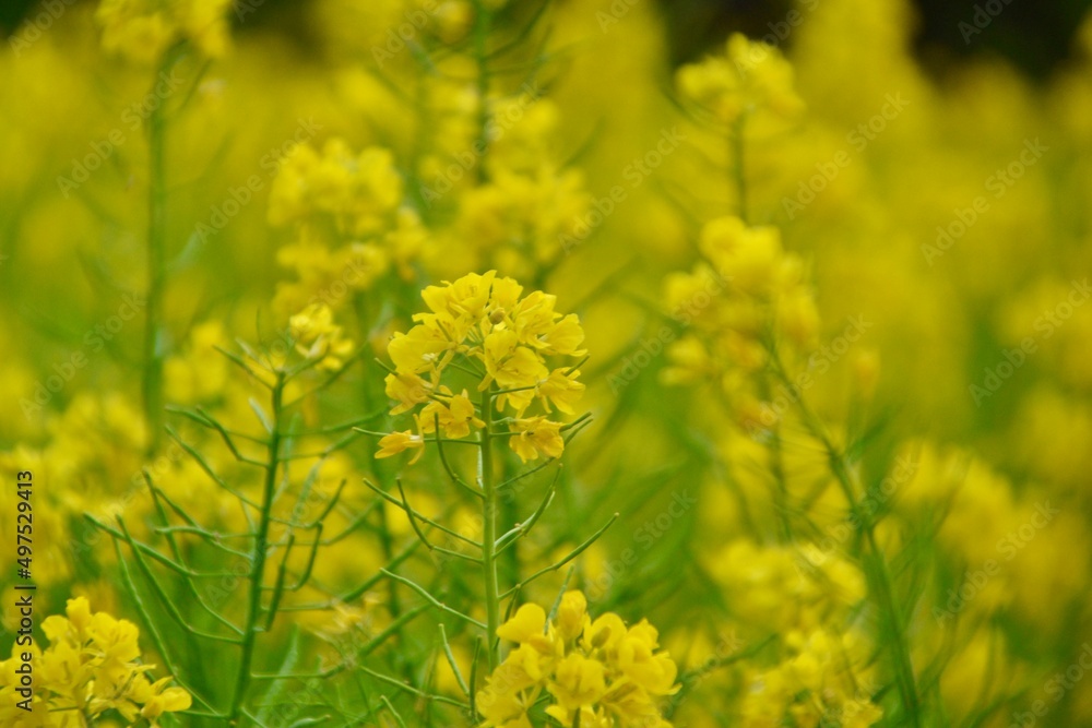 field of yellow flowers