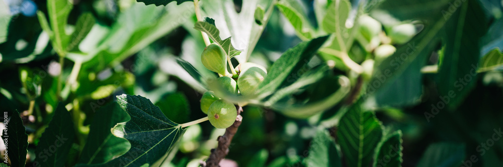 green unripe figs fruits on the branch of a fig tree or sycamine with plant leaves cultivated on wild garden farm homesteading in sunny summer day. banner green unripe figs fruits on the branch of a fig tree or sycamine with plant leaves cultivated on wild garden farm homesteading in sunny summer day. banner