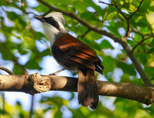 White-tufted shrub sitting on a branch during the day photo