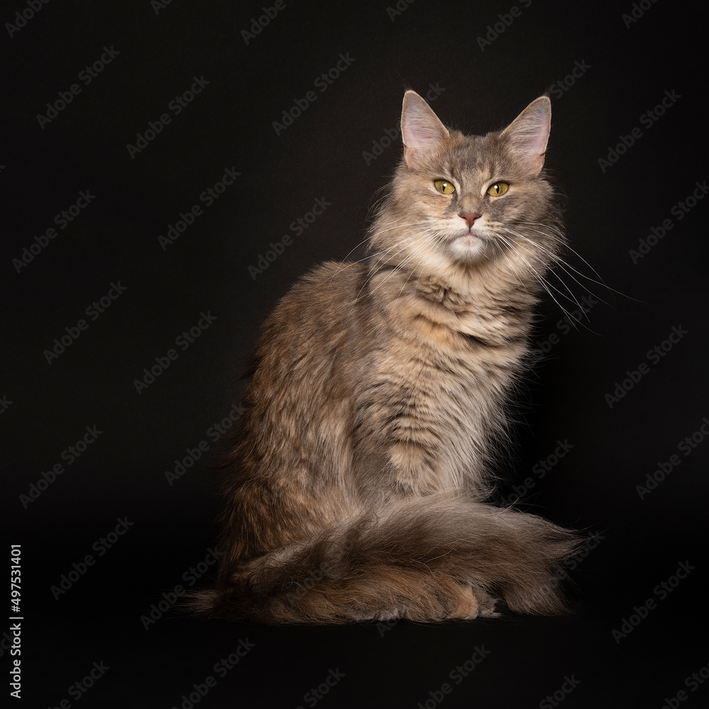 Funny cute adult female Maine coon cat, close up. Largest domesticated breeds of felines. in a dark setting