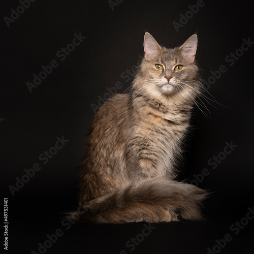 Funny cute adult female Maine coon cat, close up. Largest domesticated breeds of felines. in a dark setting © Leoniek