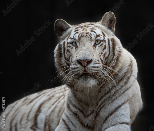 Fototapeta Naklejka Na Ścianę i Meble -  The white tiger or bleached tiger is a leucistic pigmentation variant of the Bengal tiger, Siberian tiger and hybrids between the two. Peacefully relaxing on warm summer day. Majestic animal.
