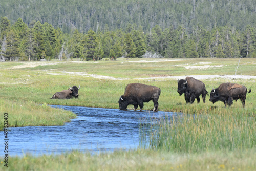 bison in park national park