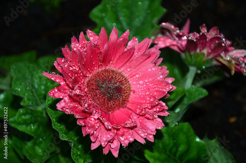 pink dahlia flower