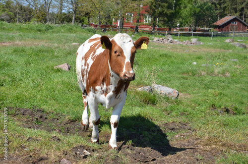 Cow in Swedish Farm