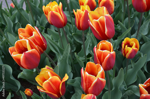 Tulip with Logo Space