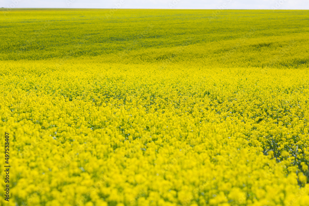 Spring landscape in countryside. Picture of oilseed rapeseed on field. Blooming rapeseed close up, whole yellow.