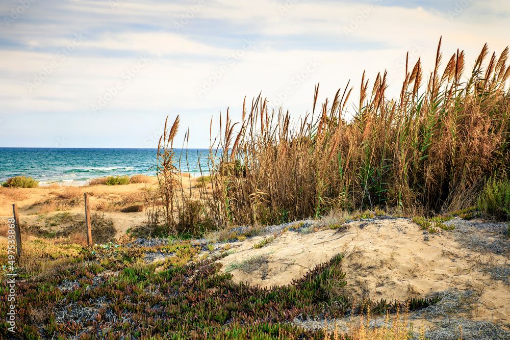 mediterranean seascape with pampa grass plants and vegetation over the sand dunes