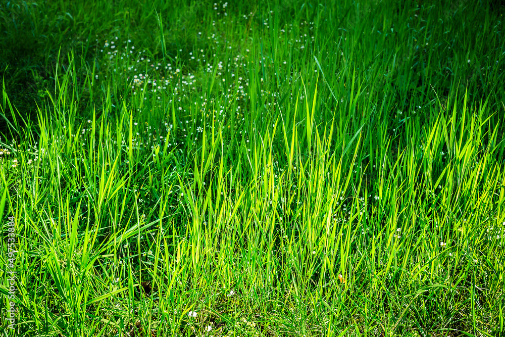 close up of natural and wild green grass background close up of natural and wild green grass background