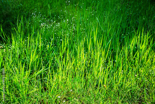 close up of natural and wild green grass background