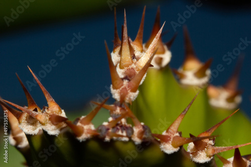 MACRO PHOTOGRAPHY OF THORNS FROM CACTUS CUTTING FROM DRAGON FRUIT OR PITAHAYA WITH OUT OF FOCUS BACKGROUND