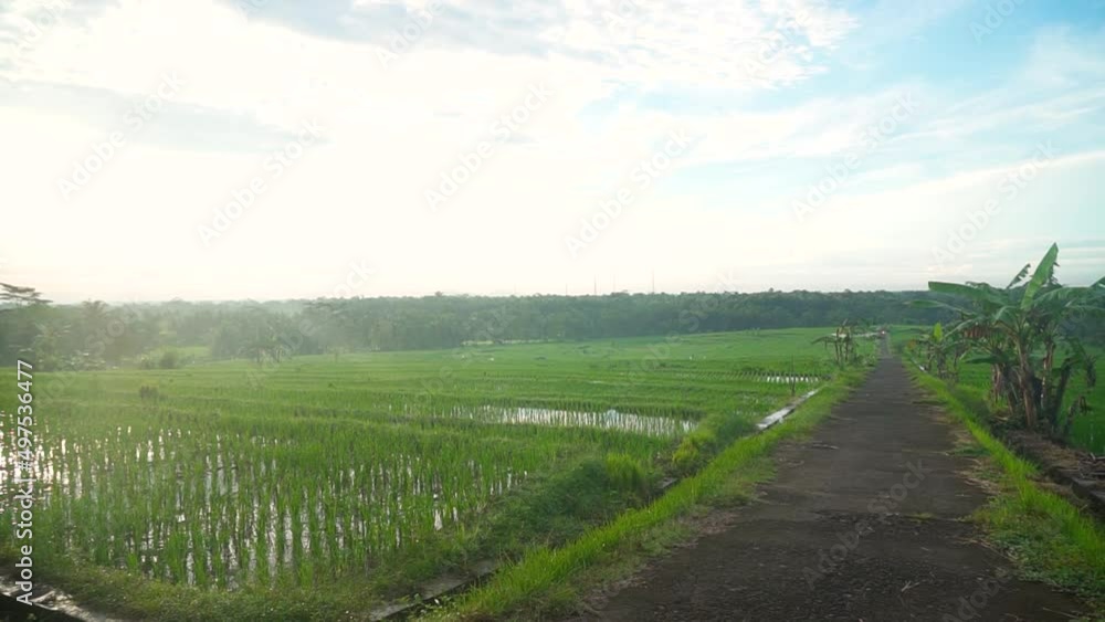 Straight road between rice fields which are very beautiful in the countryside Straight road between rice fields which are very beautiful in the countryside