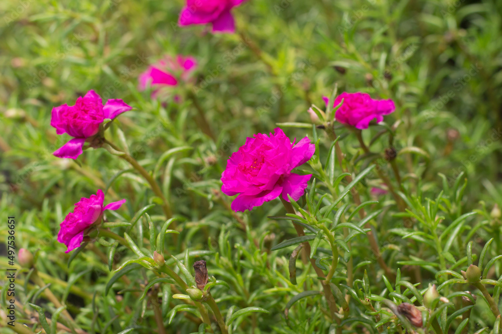 Full frame view of portulaca grandiflora or moss-rose purslane, a succulent flower plant often cultivated in gardens. Full frame view of portulaca grandiflora or moss-rose purslane, a succulent flower plant often cultivated in gardens.