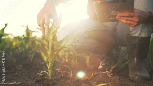 Agriculture. Farmer with tablet in corn field. Agribusiness modern technologies. Plantation of green corn.Farmer agronomist with tablet works in corn field. Agriculture concept. Environmental business photo