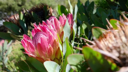 Pink king protea rocks in the wind