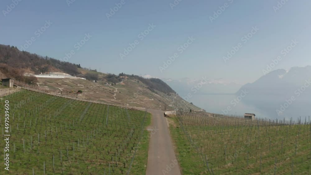 Aerial over large and vast vineyard. Drone slowly ascending and revealing agricultural zone in mountainous area Aerial over large and vast vineyard. Drone slowly ascending and revealing agricultural zone in mountainous area