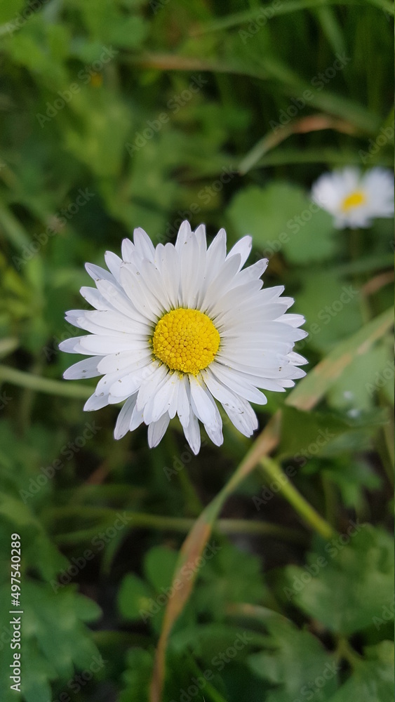 Fleurs des Champs Fleurs des Champs
