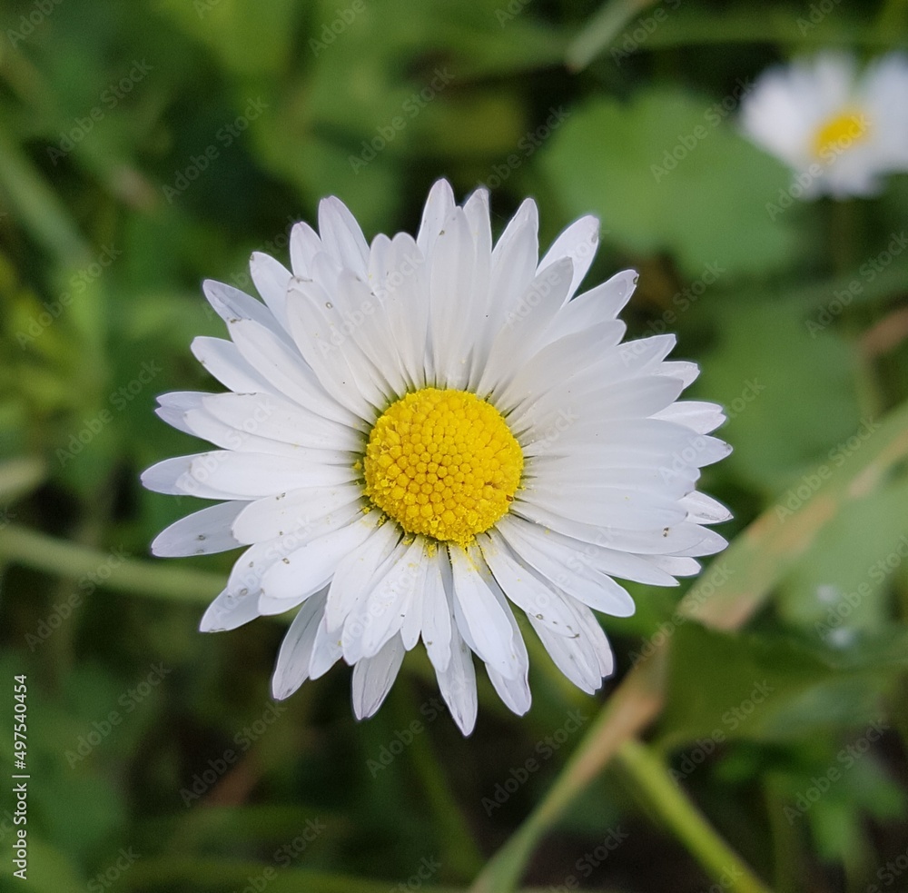 Fototapeta premium Fleurs des Champs
