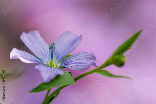 Macro focus shot of a wild blue flax flower blooming on a blurred purple background photo