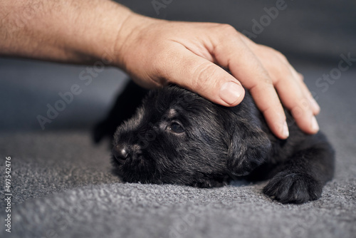 Large hand of pet owner stroking small dog. Cute puppy of Black Giant Schnauzer lying on sofa..