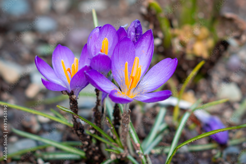 A single purple crocus flower, croci, growing out of a green flower garden. The vibrant purple flower has small long leaves at its stem. The petals of the flower are soft, vibrant and silky. A single purple crocus flower, croci, growing out of a green flower garden. The vibrant purple flower has small long leaves at its stem. The petals of the flower are soft, vibrant and silky.