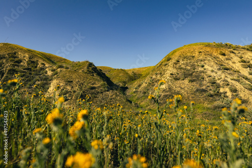 Photo of an afternoon hike in the mountains of San Bernadino, California with some flowers blooming photo
