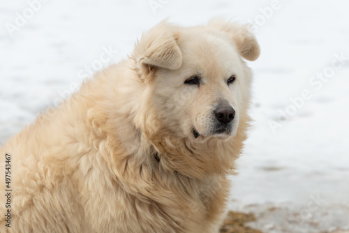 An old Great Pyrenees dog staring forward with its ear bent over. There's white snow in the background. The majestic mountain dog is large, has dirty fur, is thickly coated, and is immensely powerful