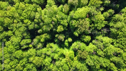 Aerial footage of slow vertical flight over green treetops in the forest