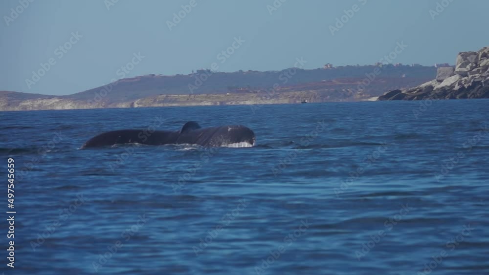 Humpback Whales in the Ocean Humpback Whales in the Ocean