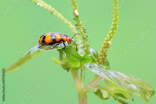 An asparagus beetle is perching on a wildflower. This insect has the scientific name Crioceris asparagi. photo