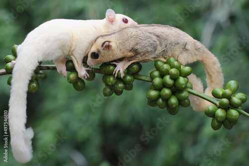 Two young sugar gliders are eating a robusta coffee. This mammal has the scientific name Petaurus breviceps.