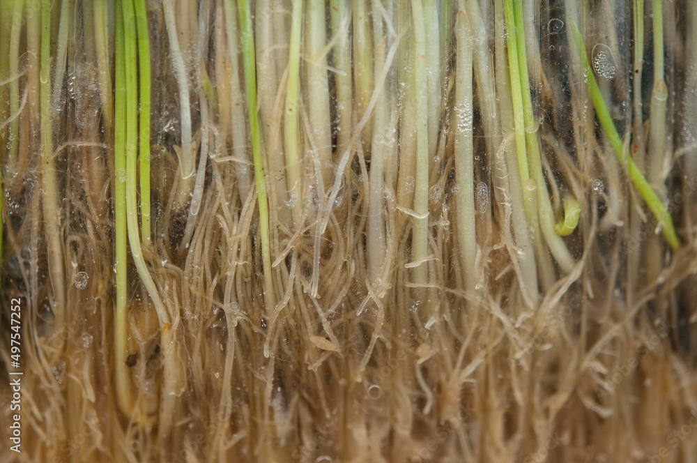 green young wheat sprout green young wheat sprout