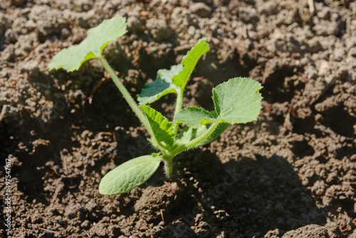 Young seedling of zucchini sprouts in the garden. Shallow depth of field