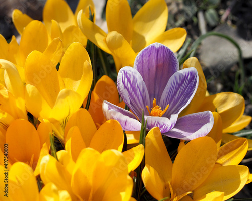 a lot of small yellow and lilac crocuses in the middle grow in the garden in spring. a sunny day. park, lots of crocuses. side view © NataSel