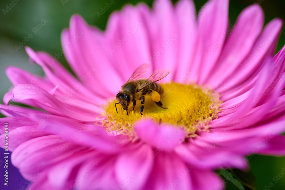 honey bee on a purple flower collect nectar honey bee on a purple flower collect nectar