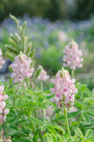 A group of pink flowering bluebonnets.