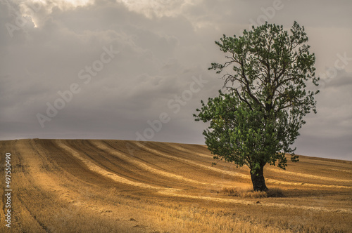 Fototapeta Shot of a lonely almond tree during summer time located near Lerma, Burgos, Leon