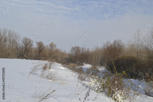 Wallpaper Mural Forest in winter, covered with snow. Torontodigital.ca