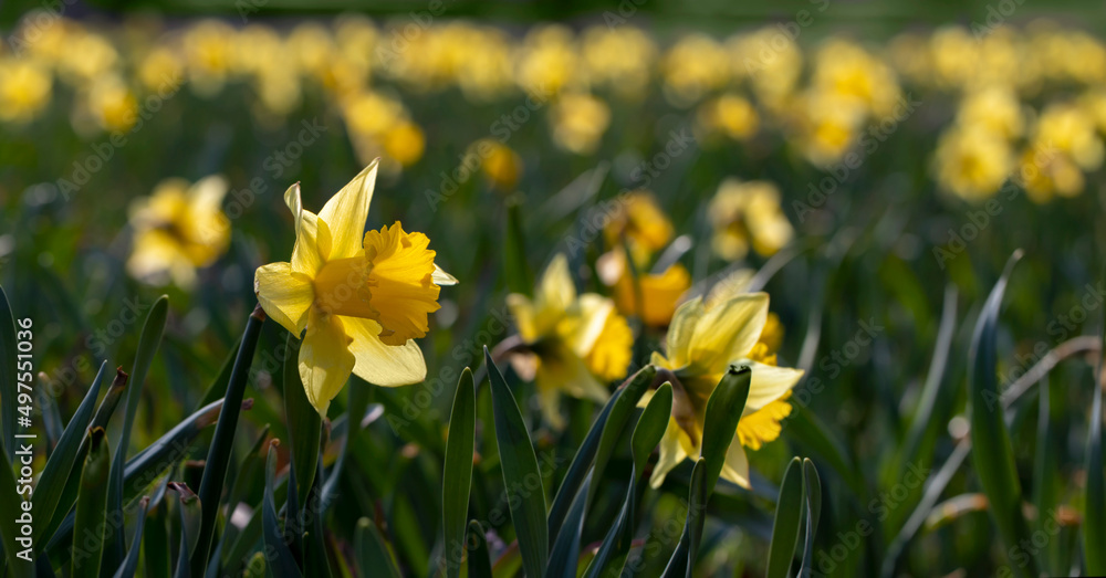 Fototapeta premium Yellow Daffodils flower field image for spring background